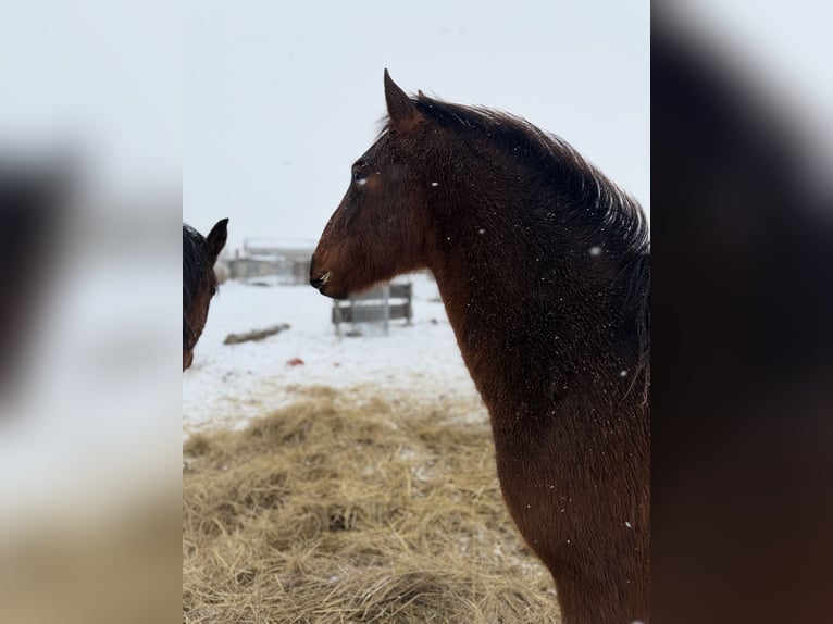 Andalusiër Ruin 2 Jaar 160 cm Bruin in Ballenstedt