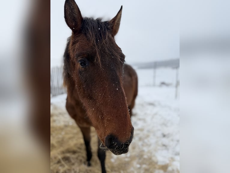 Andalusiër Ruin 2 Jaar 160 cm Bruin in Ballenstedt