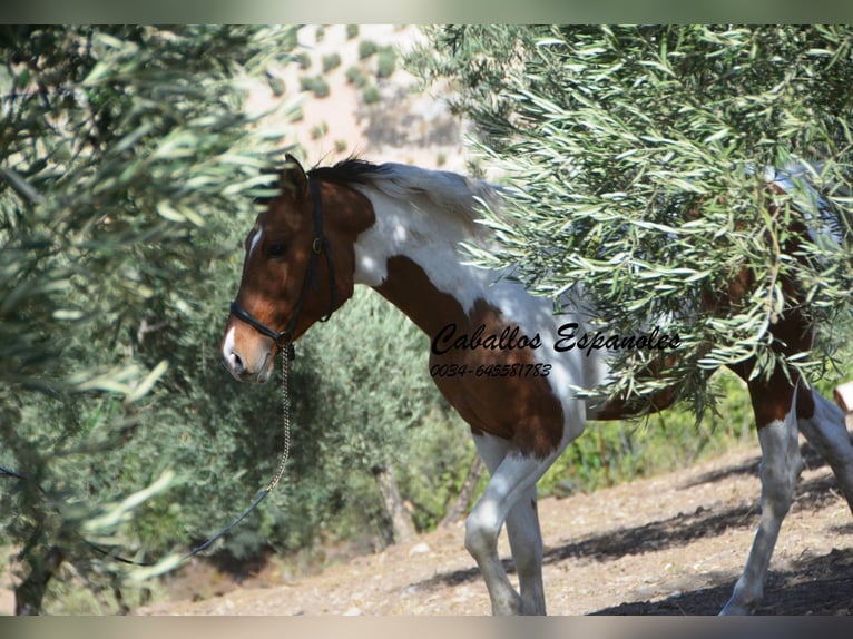 Andalusiër Ruin 3 Jaar 150 cm Gevlekt-paard in Vejer de la Frontera