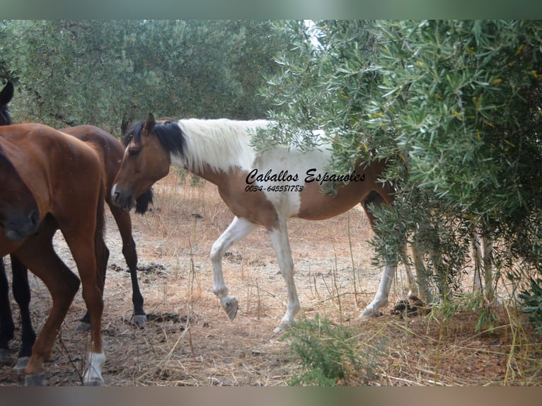 Andalusiër Ruin 3 Jaar 151 cm Gevlekt-paard in Vejer de la Frontera