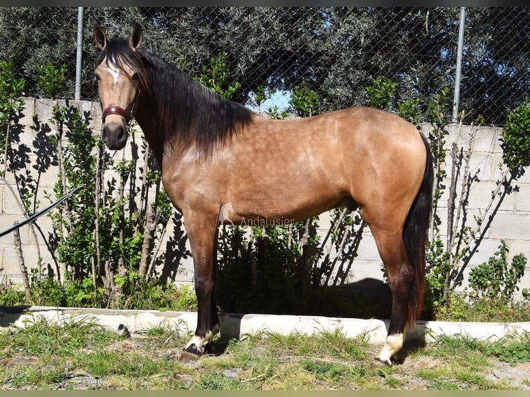 Andalusiër Ruin 3 Jaar 152 cm Falbe in Provinz Granada