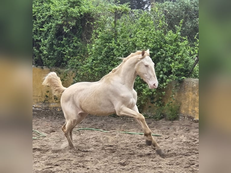 Andalusiër Ruin 3 Jaar 153 cm Cremello in Vejer de la Frontera