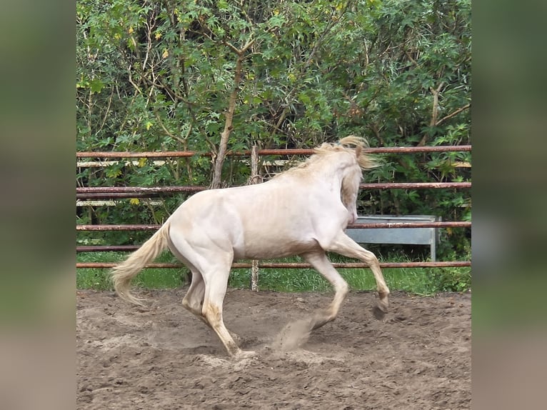Andalusiër Ruin 3 Jaar 153 cm Cremello in Vejer de la Frontera