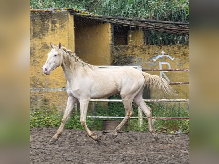 Andalusiër Ruin 3 Jaar 153 cm Cremello in Vejer de la Frontera