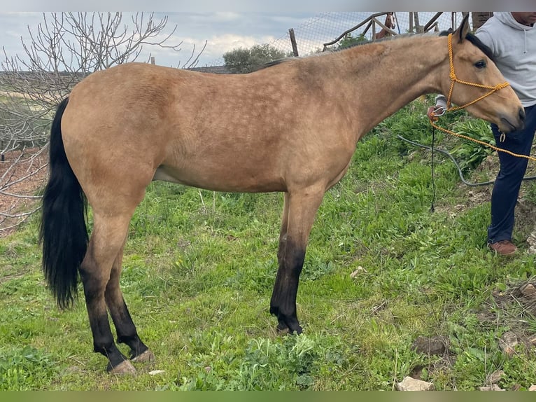 Andalusiër Ruin 3 Jaar 155 cm Falbe in Málaga