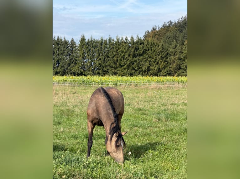 Andalusiër Ruin 3 Jaar 156 cm Buckskin in Grabenstätt