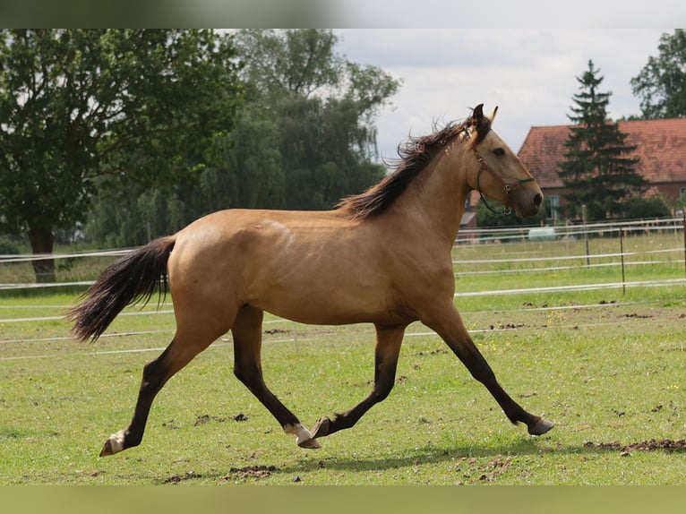 Andalusiër Ruin 3 Jaar 156 cm Buckskin in Teldau