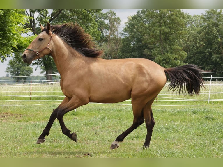 Andalusiër Ruin 3 Jaar 156 cm Buckskin in Teldau