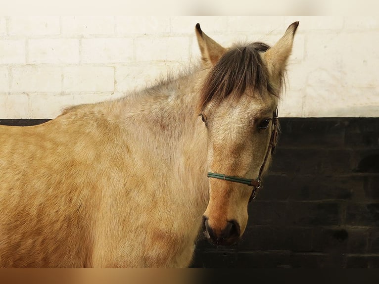 Andalusiër Ruin 3 Jaar 156 cm Buckskin in Teldau