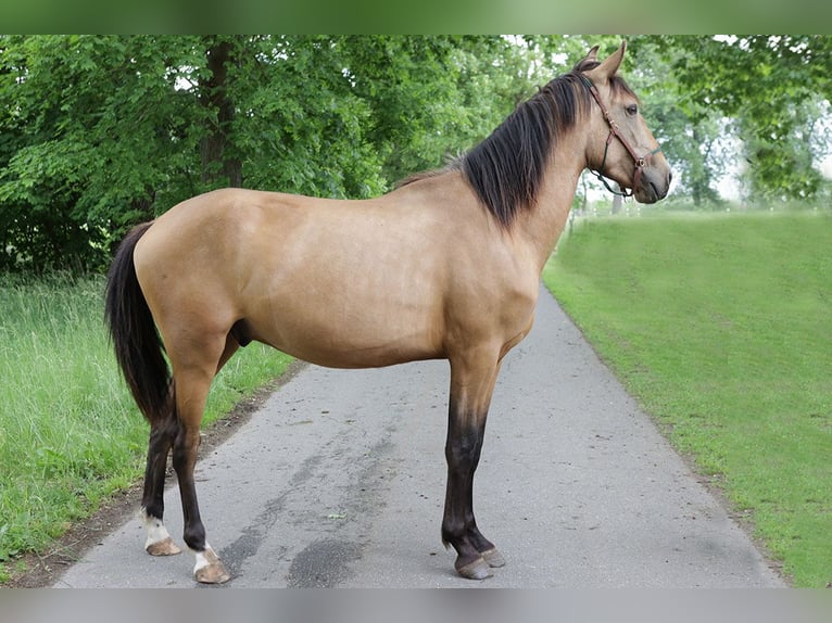 Andalusiër Ruin 3 Jaar 156 cm Buckskin in Teldau