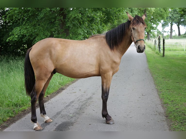 Andalusiër Ruin 3 Jaar 156 cm Buckskin in Teldau