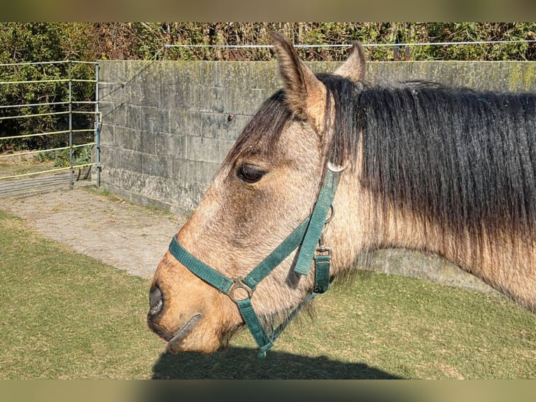 Andalusiër Ruin 3 Jaar 156 cm Buckskin in Teldau