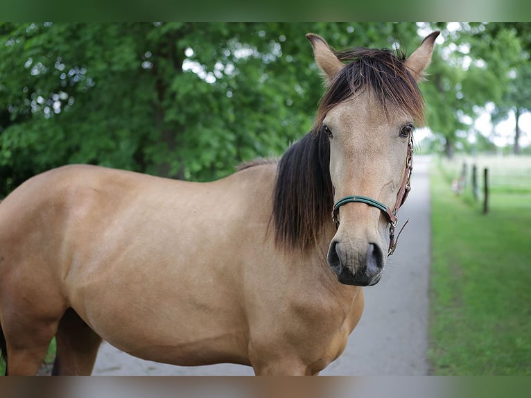 Andalusiër Ruin 3 Jaar 156 cm Buckskin in Teldau