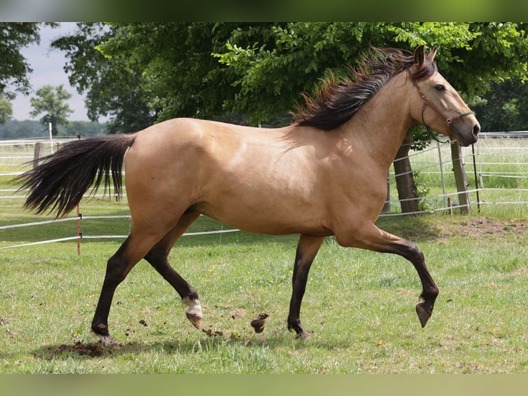 Andalusiër Ruin 3 Jaar 156 cm Buckskin in Teldau