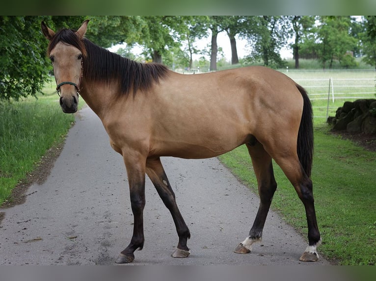 Andalusiër Ruin 3 Jaar 156 cm Buckskin in Teldau