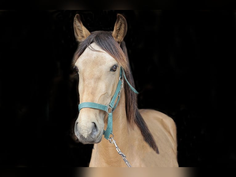 Andalusiër Ruin 3 Jaar 156 cm Buckskin in Teldau