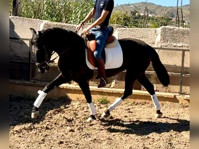 Andalusiër Ruin 3 Jaar 156 cm Donkerbruin in Sevilla