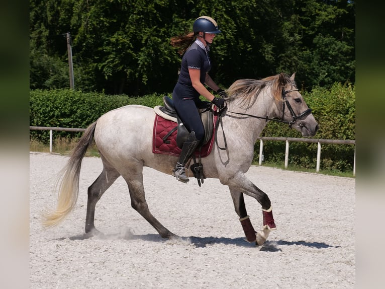 Andalusiër Ruin 3 Jaar 156 cm Schimmel in Neustadt (Wied)