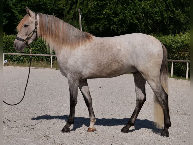 Andalusiër Ruin 3 Jaar 156 cm Schimmel in Neustadt (Wied)
