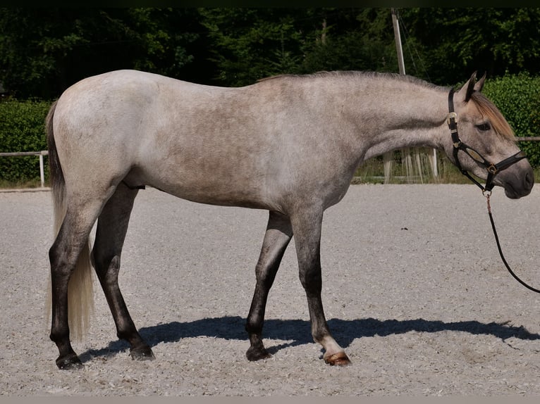 Andalusiër Ruin 3 Jaar 156 cm Schimmel in Neustadt (Wied)