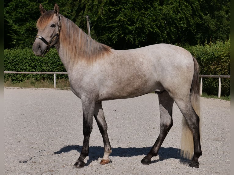 Andalusiër Ruin 3 Jaar 156 cm Schimmel in Neustadt (Wied)