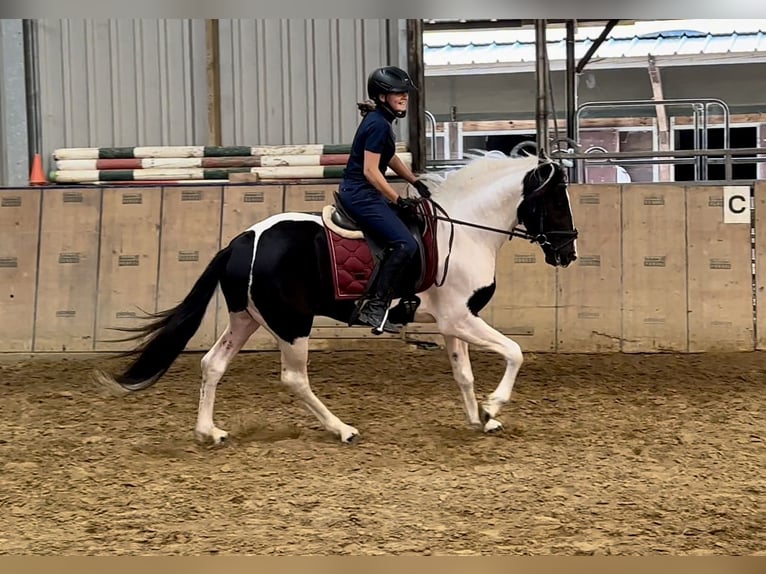 Andalusiër Ruin 3 Jaar 158 cm Gevlekt-paard in Neustadt (Wied)