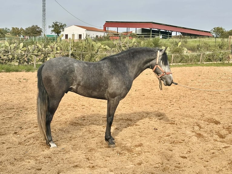 Andalusiër Ruin 3 Jaar 158 cm Schimmel in Galaroza (Huelva)