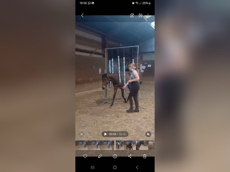 Andalusiër Mix Ruin 3 Jaar 160 cm Bruin in Emmer-Compascuum