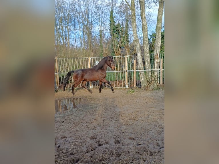 Andalusiër Mix Ruin 3 Jaar 160 cm Bruin in Emmer-Compascuum