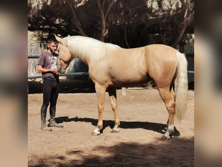 Andalusiër Ruin 3 Jaar 162 cm Palomino in Novelda