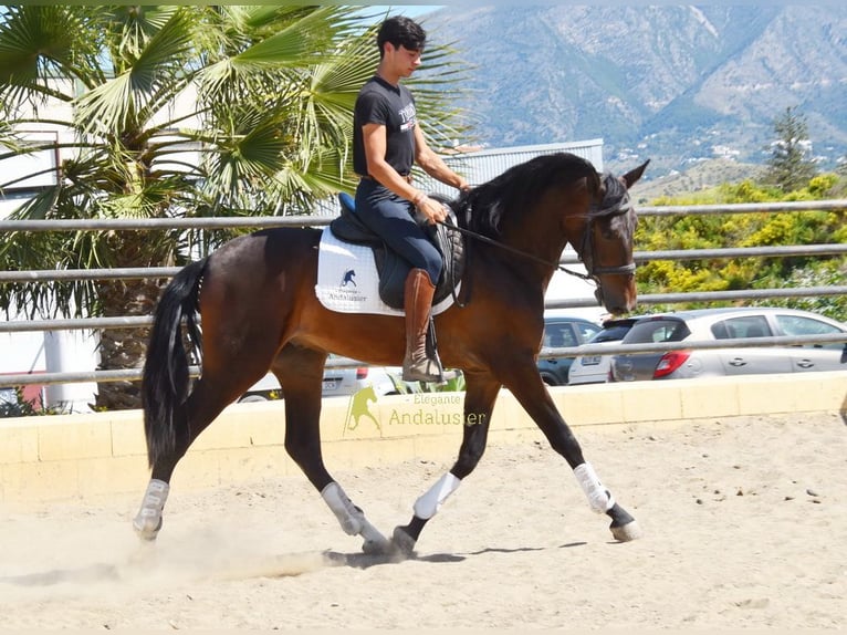 Andalusiër Ruin 3 Jaar 164 cm Bruin in Provinz Malaga
