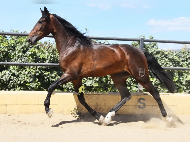 Andalusiër Ruin 3 Jaar 164 cm Bruin in Provinz Malaga