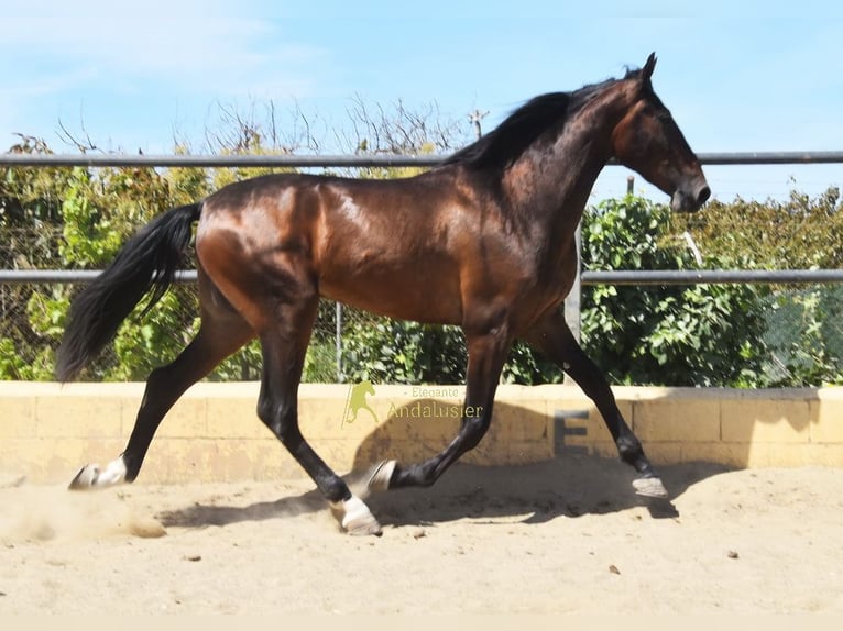 Andalusiër Ruin 3 Jaar 164 cm Bruin in Provinz Malaga