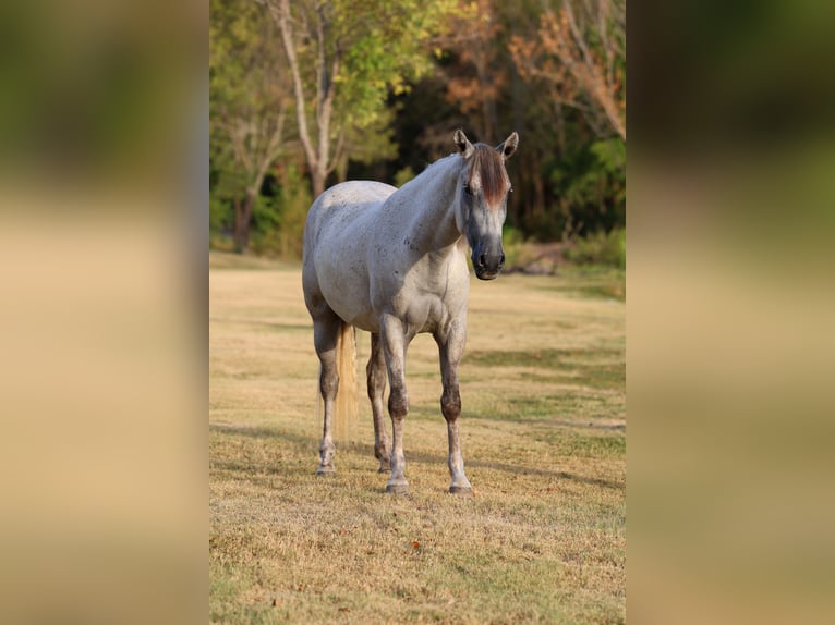 Andalusiër Ruin 3 Jaar Schimmel in Terrell