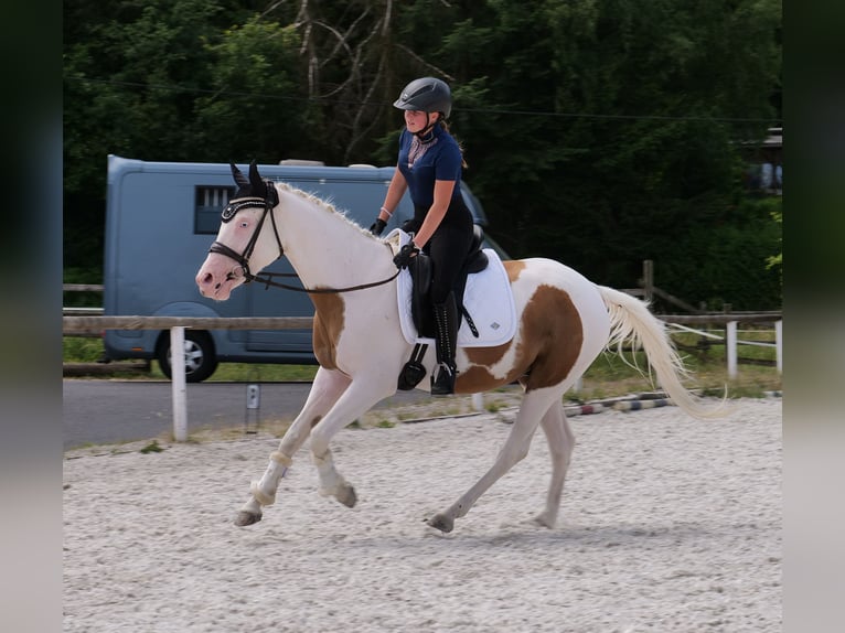 Andalusiër Mix Ruin 4 Jaar 148 cm Gevlekt-paard in Neustadt (Wied)