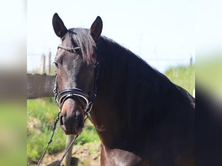 Andalusiër Ruin 4 Jaar 153 cm Zwartbruin in Uelsen