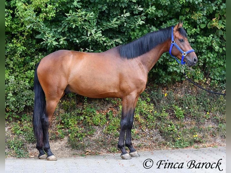 Andalusiër Ruin 4 Jaar 154 cm Bruin in Wiebelsheim