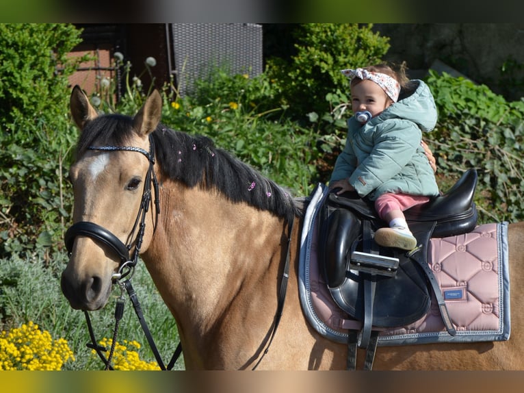 Andalusiër Ruin 4 Jaar 154 cm Buckskin in Grebenhain