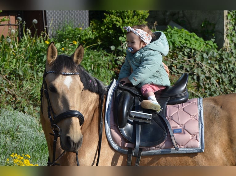 Andalusiër Ruin 4 Jaar 154 cm Buckskin in Grebenhain