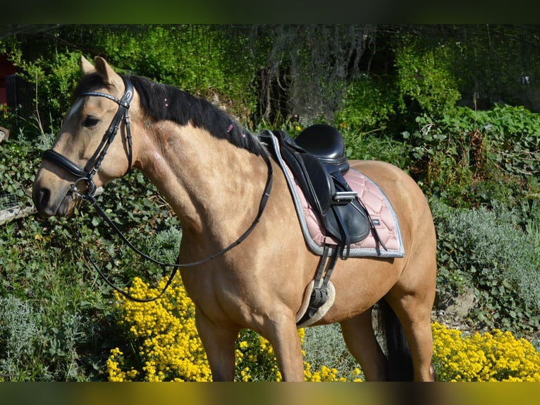Andalusiër Ruin 4 Jaar 154 cm Buckskin in Grebenhain
