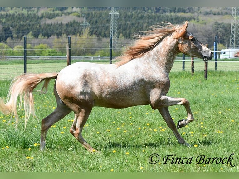 Andalusiër Ruin 4 Jaar 155 cm Appaloosa in Wiebelsheim