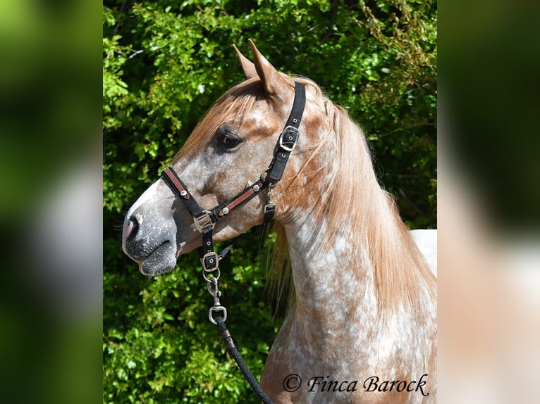 Andalusiër Ruin 4 Jaar 155 cm Appaloosa in Wiebelsheim