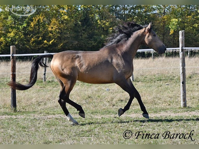 Andalusiër Ruin 4 Jaar 155 cm Buckskin in Wiebelsheim