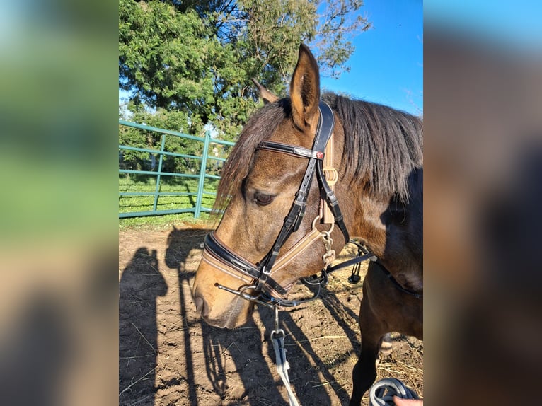 Andalusiër Ruin 4 Jaar 155 cm Falbe in Wülfrath