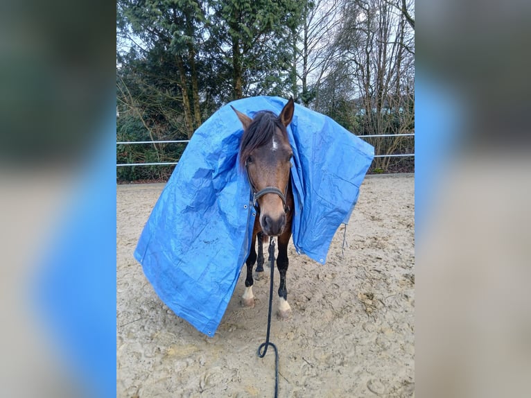 Andalusiër Ruin 4 Jaar 155 cm Falbe in Wülfrath