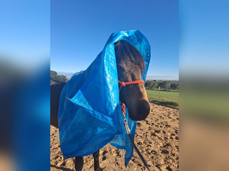 Andalusiër Ruin 4 Jaar 155 cm Falbe in Wülfrath