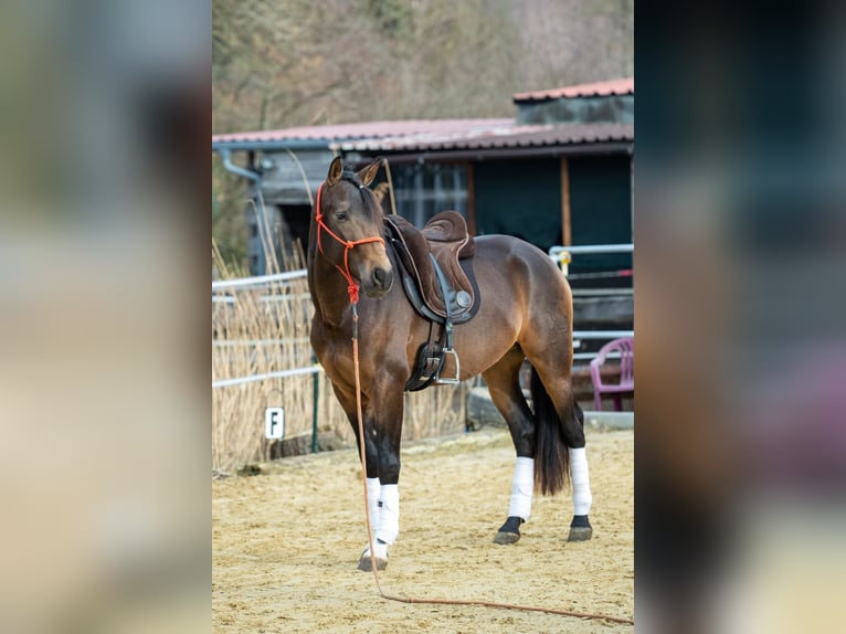 Andalusiër Ruin 4 Jaar 155 cm Falbe in Wülfrath