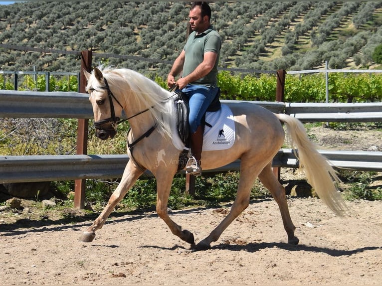 Andalusiër Ruin 4 Jaar 155 cm Palomino in Provinz Cordoba