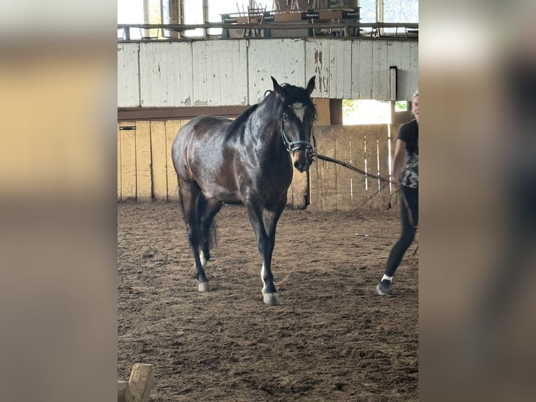 Andalusiër Ruin 4 Jaar 157 cm Donkerbruin in Bergkirchen