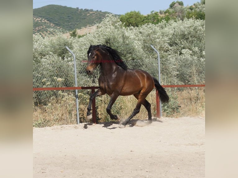Andalusiër Ruin 4 Jaar 158 cm Bruin in Pruna